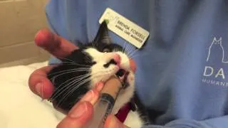 Kitten Syringe Feeding Demo