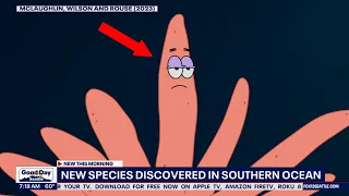 New species discovered! Antarctic Strawberry Feather Star! #memes