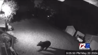 A Black Bear spotted in a Warwick backyard