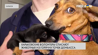 Эвакуация животных. Харьковские волонтеры спасают питомцев
