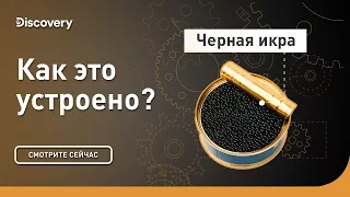 Черная икра | Как это устроено | Discovery