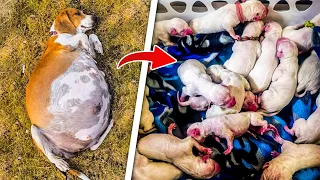 AMAZING Discovery: Abandoned Dog Gives Birth to THIS?!