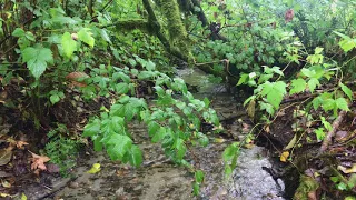 Small Creek In The Evans Creek Watershed - September 2019 - Washington