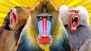 All 9 Baboon & Mandrill Species (World’s Largest Monkeys)