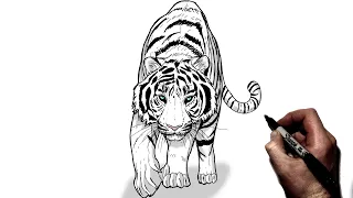 How To Draw A Hunting Tiger | Step By Step |