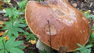 Голова йде обертом від таких Грибів! Грибне "ЩАСТЯ ОСЕНІ"... mushrooms 🇺🇦🍄‼️