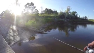 Northern Pike Eats Duck