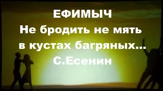 ЕФИМЫЧ.Не бродить, не мять в кустах багряных...