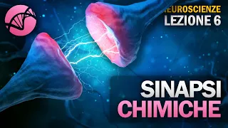 Le Sinapsi Chimiche | NEUROSCIENZE - Lezione 6