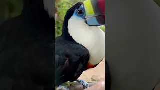 Toucan Bird | Nordsjællands Bird Zoo