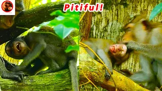 Poorest Tinny Baby! Wrong's Mom B-e-a-t-ing Weaning milk Very Very Sc@red #monkey #animals