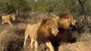 Black Dam Male Lions looking for trouble, before the confrontation with Mapoza Male | 10 May 2024