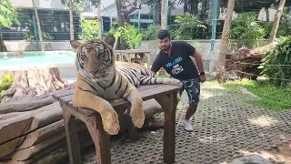 Aswath Medium Tiger