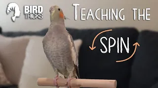 Cockatiel Training 101 | Training Cockatiels to Spin