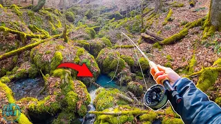 Trout Fishing a TINY Creek!! (3 Days of Fly Fishing)