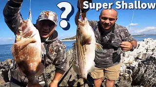 SHORE JIGGING: The start of the season with SUPER SHALLOW fish!