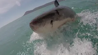 Husband Jumps on Great White Shark to Save Wife