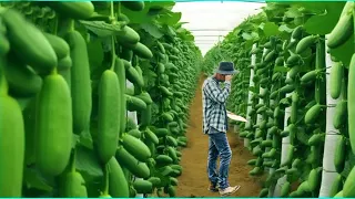 The Most Modern Agriculture Machines That Are At Another Level, How to harvest cucumbers in farm ▶19