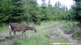 FOTOPAST 6, LITOVELSKO 2. TÝDEN, 5-2024   #wildlife #forest #nature #Kamerafalle#cameratrap #woods