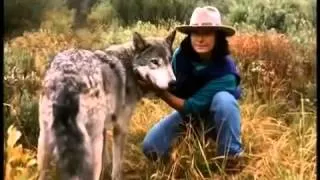 Leben mit Wölfen - Dokumentation zweier Menschen, die über Jahre hinweg Wolfsrudel beobachteten.