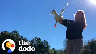 Mom Helps Injured Duck 'Fly' Around Her Yard | The Dodo