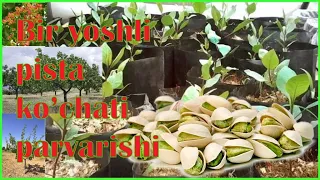 1 ёшли писта кучати парвариши Уход за годовалой иранской фисташкой 1-year-old pistachio nursery care