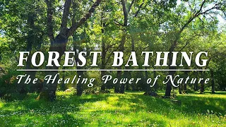 🌳🌞Begin Your Day with POSITIVE ENERGY 🌳 Healing FOREST Sounds 🌳 SPRING Morning Ambience Meditation