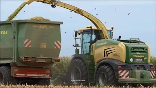 Krone-Claas-Fendt-JCB / Maissilage - Corn Silage 2018