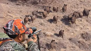 GREAT SHOTS TO WILD BOAR HERD, EXTREME HUNTING ADVENTURE, EXCITING DRONE SCENES