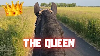 A message for you while I'm riding Queen👑Uniek | Friesian Horses