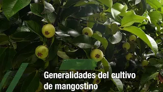 Generalidades del cultivo de mangostino - TvAgro por Juan Gonzalo Angel Restrepo