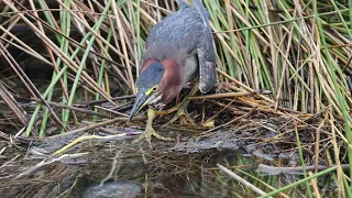 Bird tries to eat jellyfish - Canon R7 slow motion tests