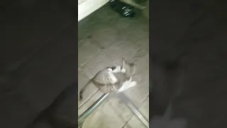 Cat Vs mouse real fighting