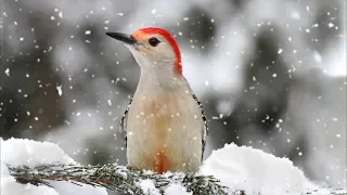 Peaceful Relaxing Instrumental Music, Nature Meditation Music "Winter Song Birds" by Tim Janis