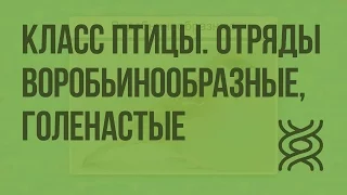 Класс Птицы. Отряды Воробьинообразные, Голенастые. Видеоурок по биологии 7 класс