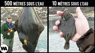 Pourquoi les Poissons Deviennent si Gros Dans les Profondeurs Marines ?