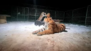 Три Тигра Под Дождем!)