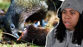 Top 10 Animals with Black Air Force Energy.. They Eat Them ALIVE?! What Kind Of Bird IS THIS?! 😨🙅‍♀️