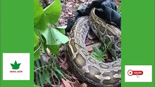 Snakes on the hunt, venomous King cobra,Snake Detector The Hunt For The World's Deadliest Snakes