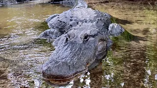 Is Buddy the biggest the Biggest alligator at Gatorland?