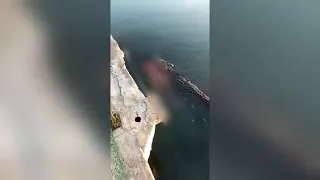 Croc carries dead body through the lagoon in Mexico