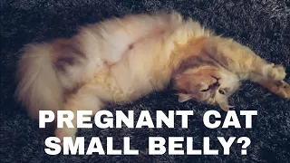 BAKIT MALIIT ANG TIYAN NG AKING BUNTIS NA PUSA?! | 52 days pregnant cat but has a small tummy. Why?