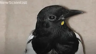 Mirror test shows magpies aren't so bird-brained