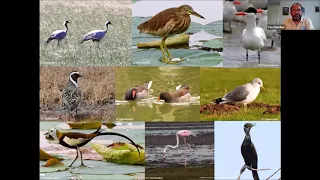 NatureSpeaks (Episode 5): Conserving Migratory Waterbirds