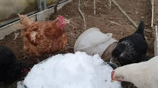 зимовка кур в теплице во время оттепели в Подмосковье много яиц