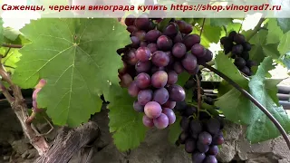 24 июля и виноград Евгения. Не готова еще, окрашивается. Сахар пока низковат, ждем созревания.