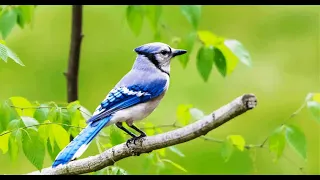 If You See Blue Jays Often, This Is What It Means