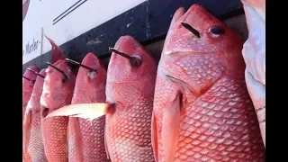 Deep Sea Fishing Party Boat in Destin with Olin Marler