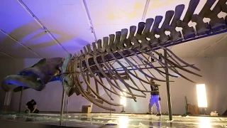 Video: How a 90-tonne blue whale carcass from Newfoundland ended up at the Royal Ontario Museum