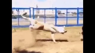 Break Dance Dog